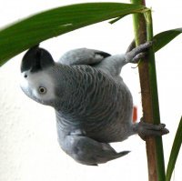 Mistyparrot
