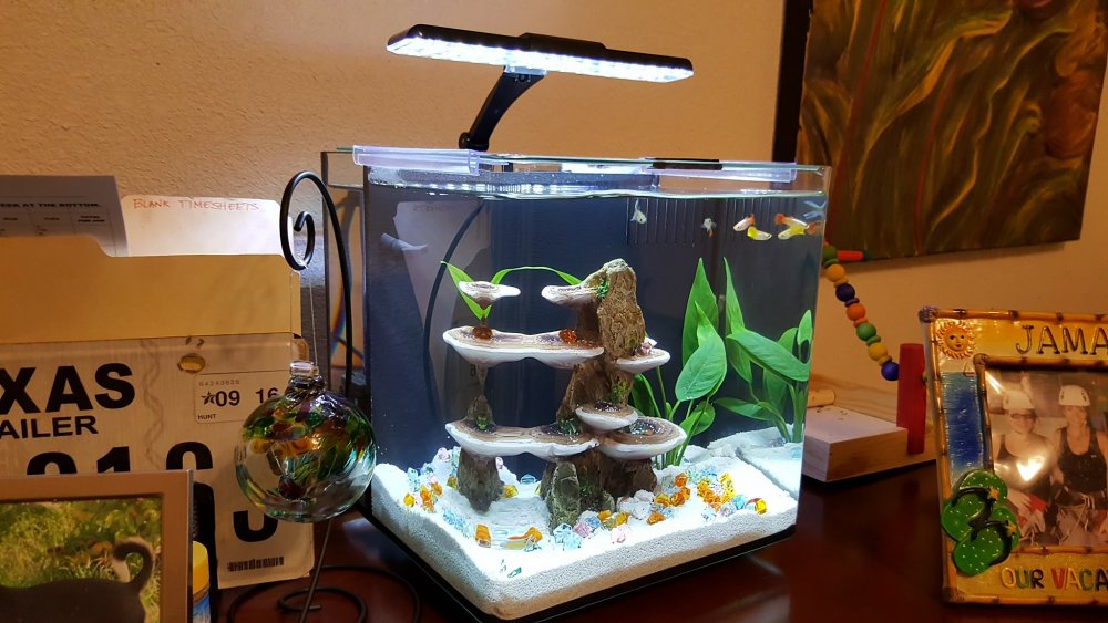 fishtank.jpg