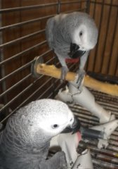 Spock, This IS my cage...(Joe and Spock)