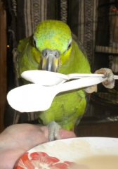 Salsa spoons 069.jpg