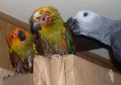 Spock and the Suns who loved him....