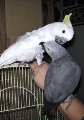 BFF...Fred and Spock