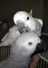 OOOOHHH! You got a Grey feather!