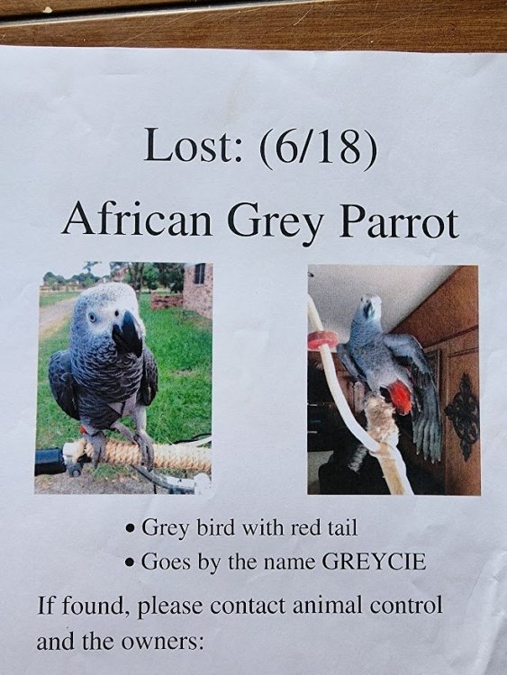 LostFlyer.thumb.jpg.5ca4c9b8cb7696eaf43cd84db35b2ce7.jpg