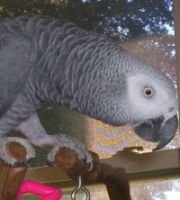 poodlenparrot