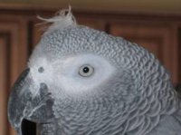 Greyparrot04