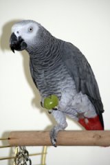 DollyParrot