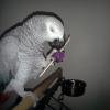 parrotlover13