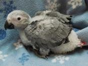 AfricanGrey_Lexy