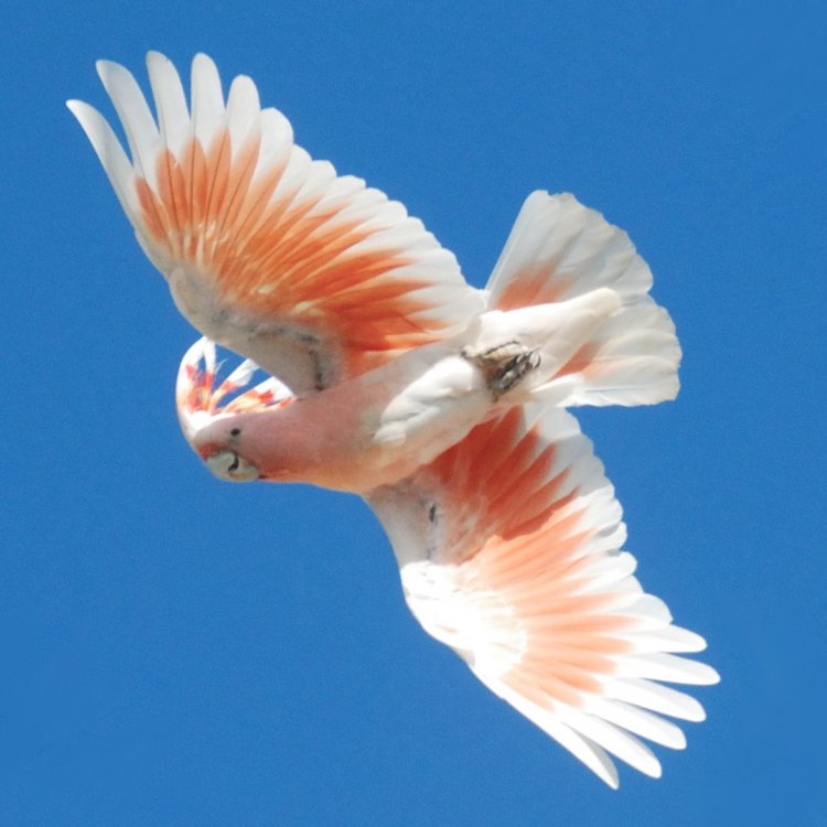 Cacatua_leadbeateri_-flying_-Australia_Zoo-8-2cr.jpg