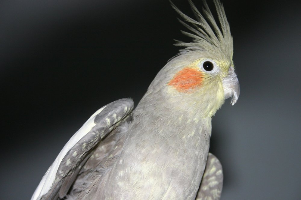 cockatiel-8.jpg