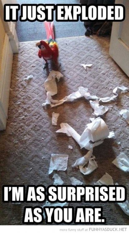 funny-parrot-ripped-toilet-roll-paper-just-exploded-surprised-you-pics.jpg