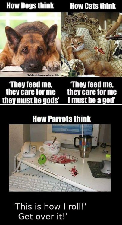 how dogs cats parrots.jpg