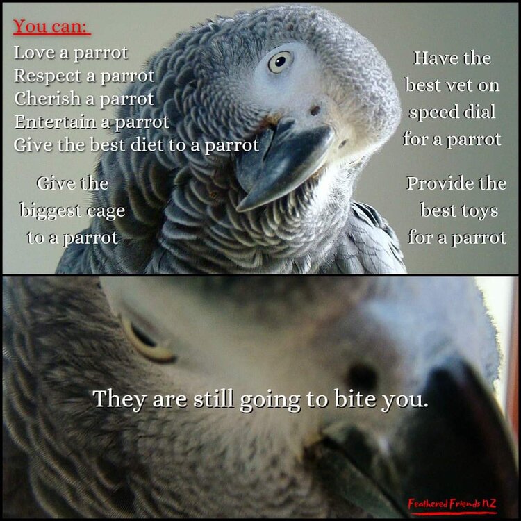parrot life.jpg